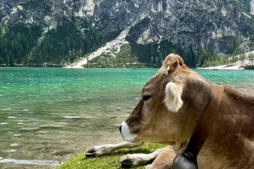 Relax Al Lago Di Braies Braies  Extérieur photo